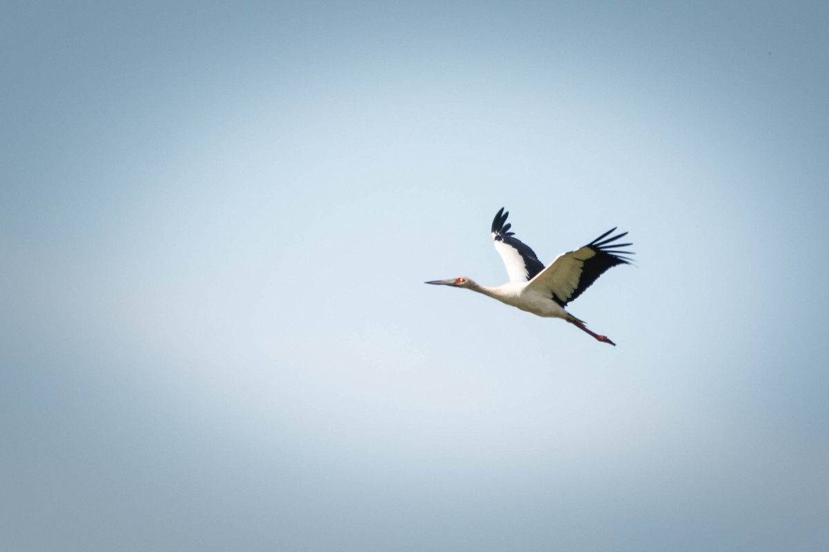 Американский аист - ML646543715