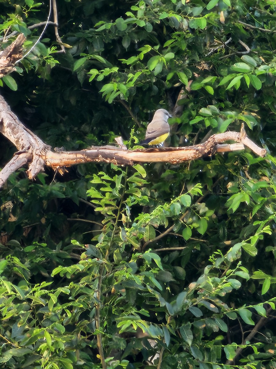 Западный тиранн - ML646543717