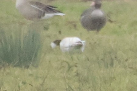 Bernache cravant - ML646543719