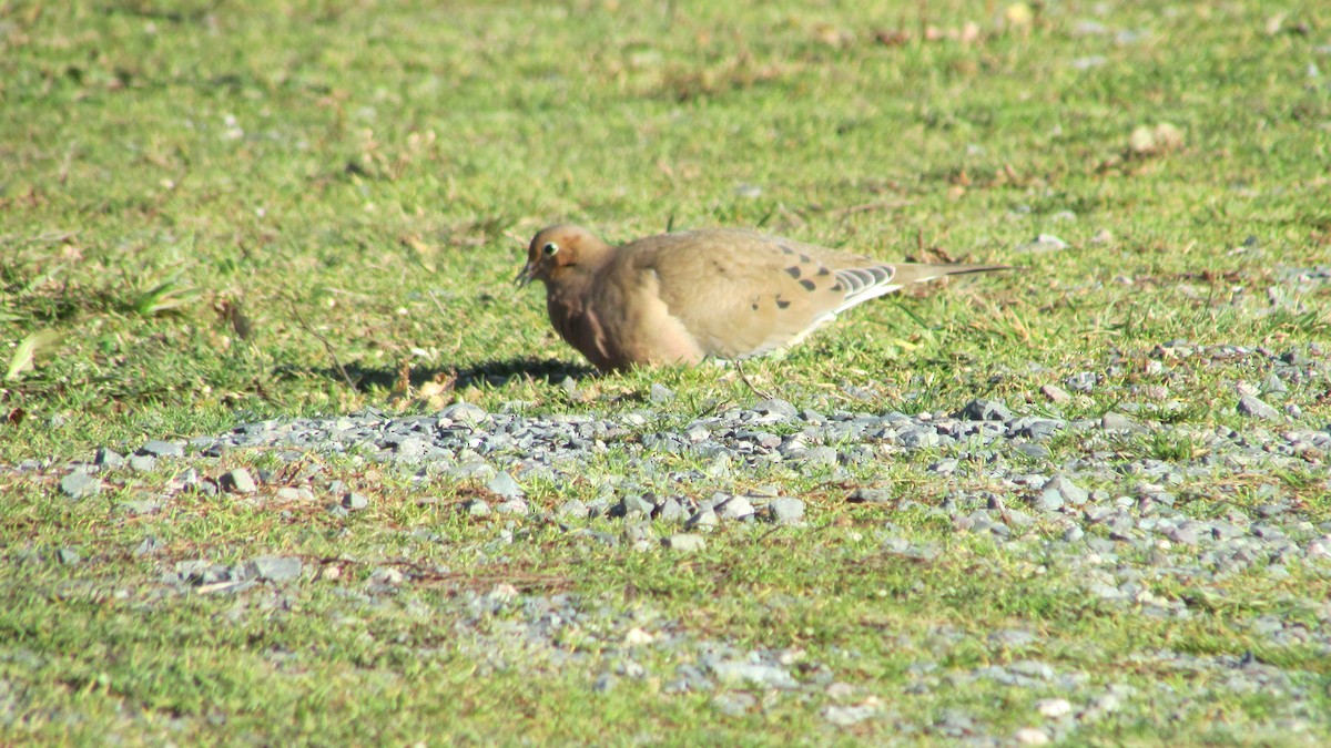 Mourning Dove - ML646543724