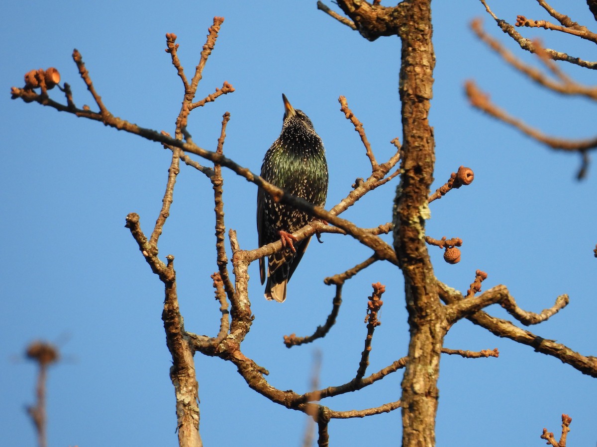 Хар тодол - ML646543727