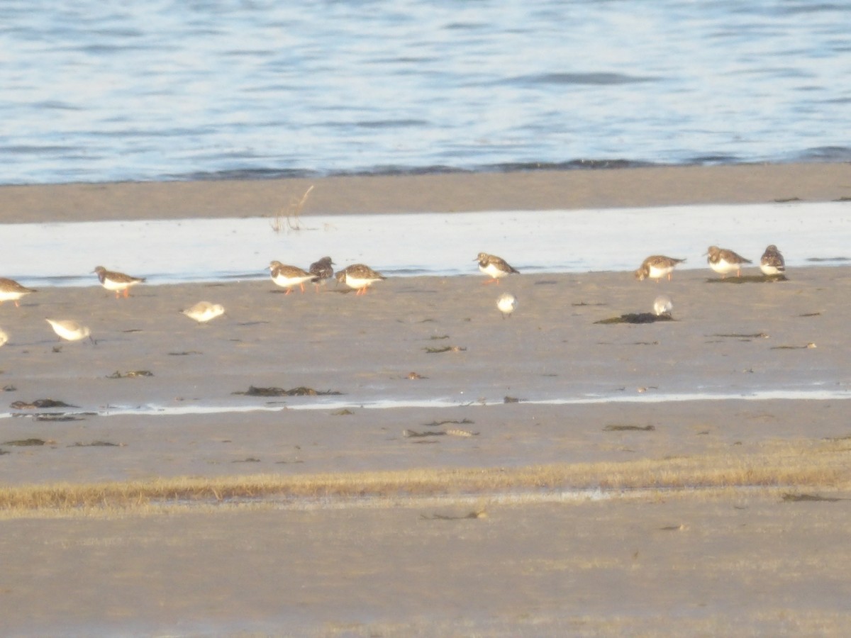 Ruddy Turnstone - ML646543728