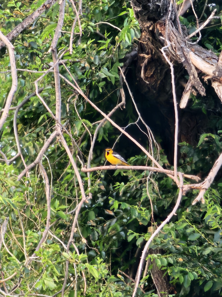 Bullock's Oriole - ML646543735