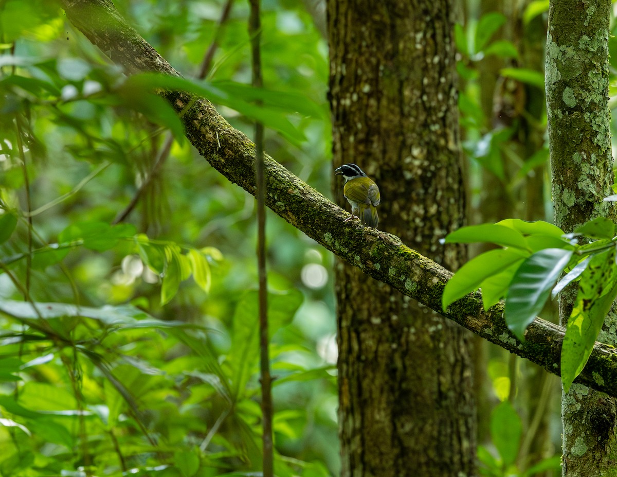 Pectoral Sparrow - ML646543736