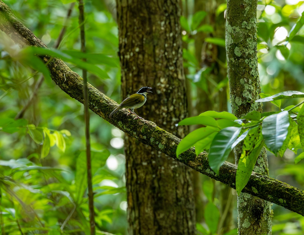 Pectoral Sparrow - ML646543737