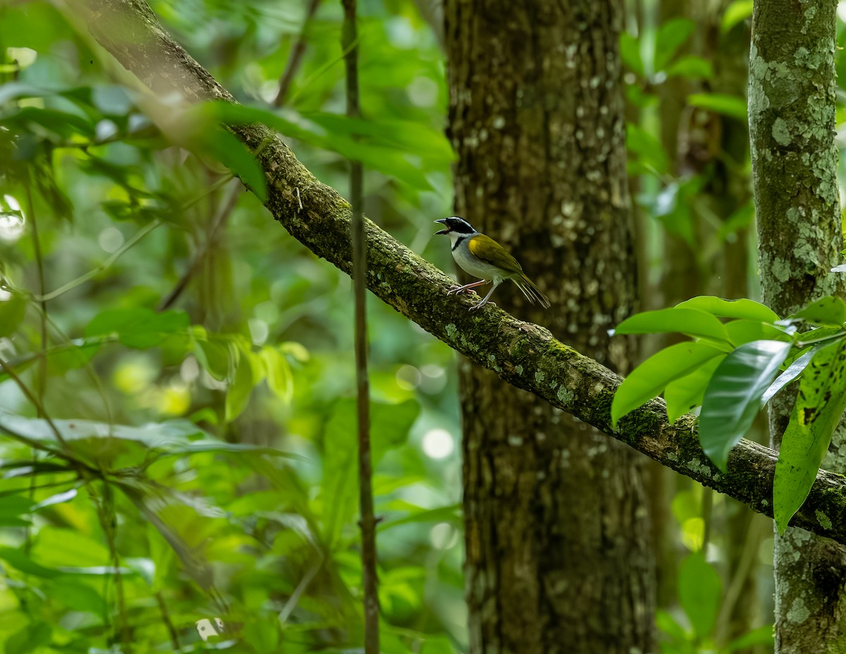 Pectoral Sparrow - ML646543738