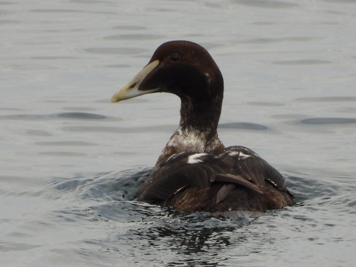 Common Eider - ML646543741