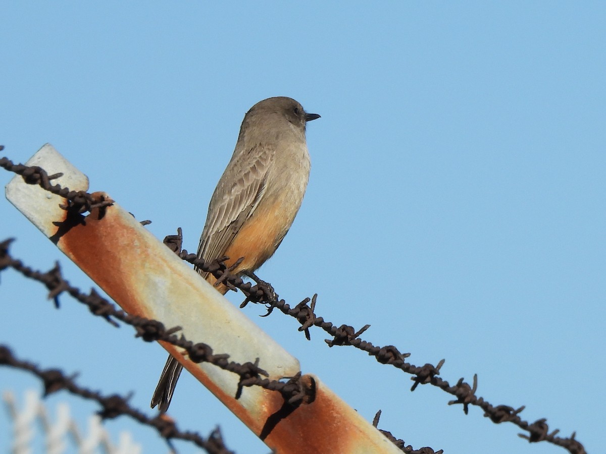Say's Phoebe - ML646543742