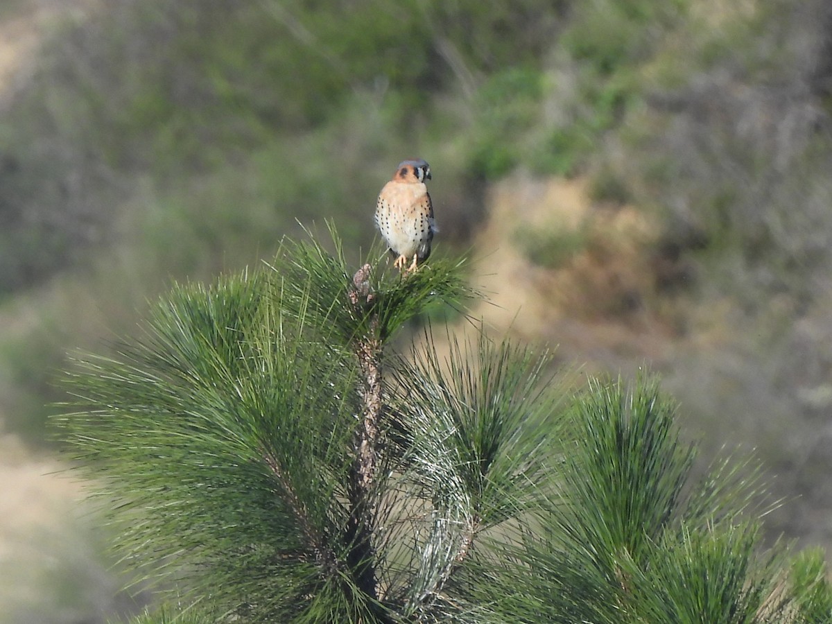 American Kestrel - ML646543745