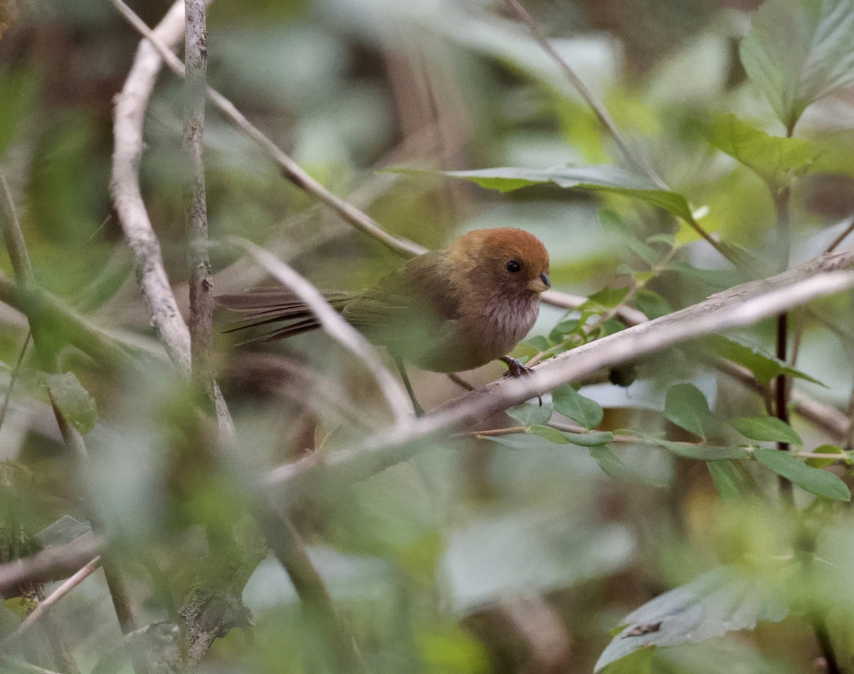 Picoloro Alipardo - ML646543748