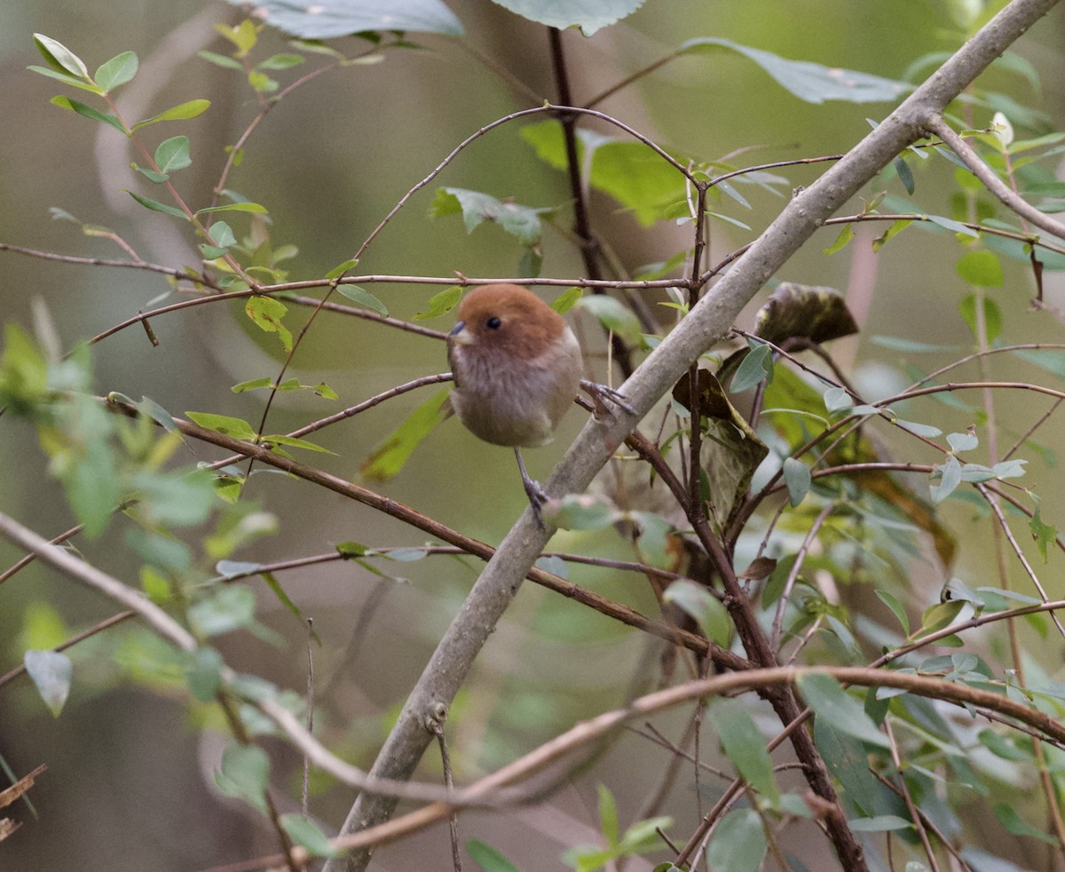 Picoloro Alipardo - ML646543749