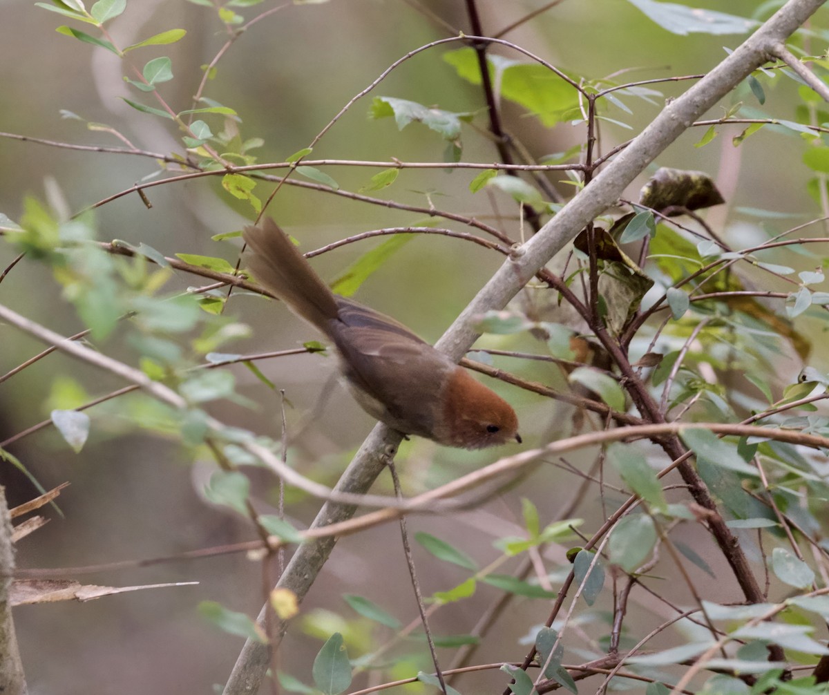 Picoloro Alipardo - ML646543750