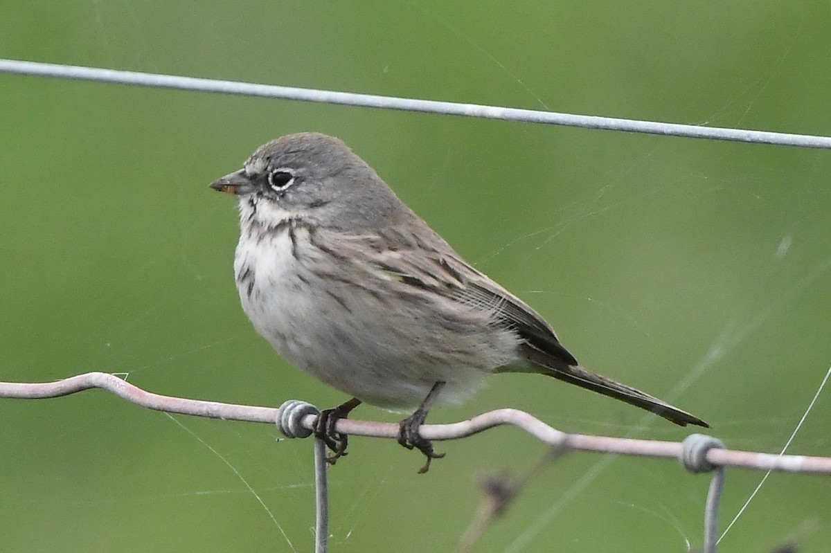 Sagebrush Sparrow - ML646543753