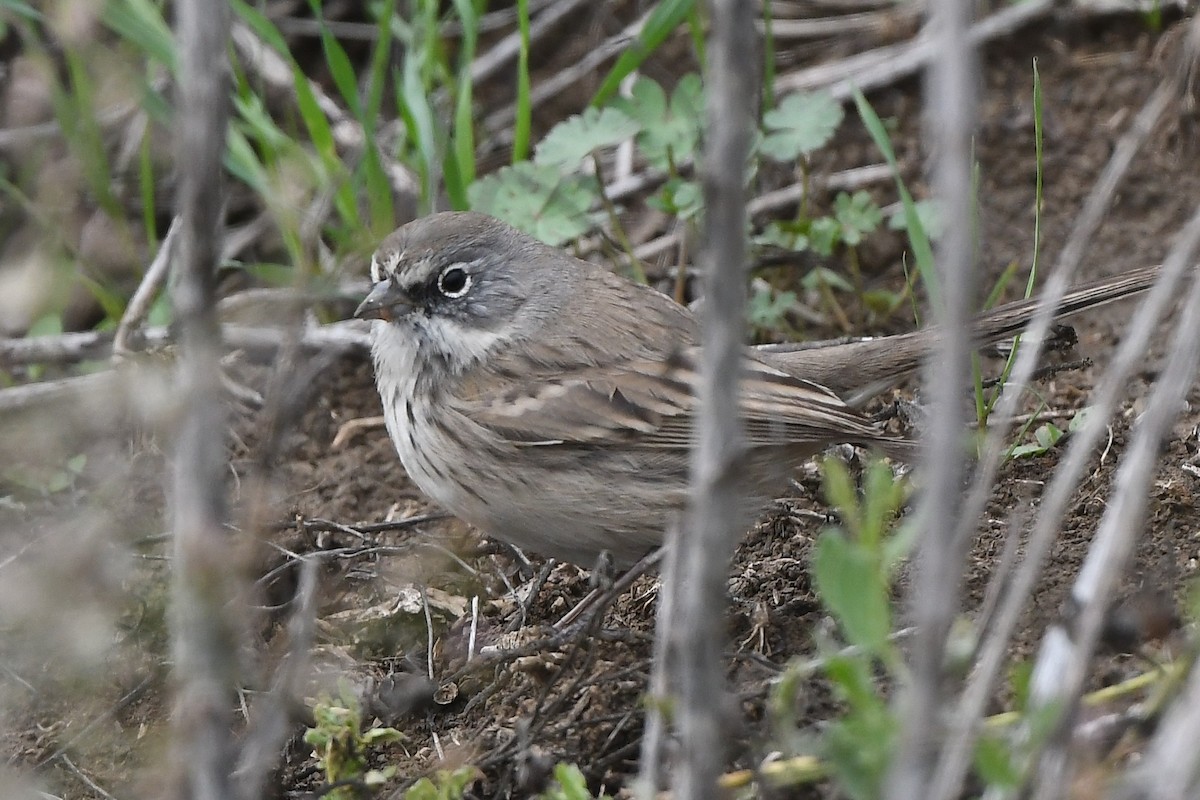 Sagebrush Sparrow - ML646543754