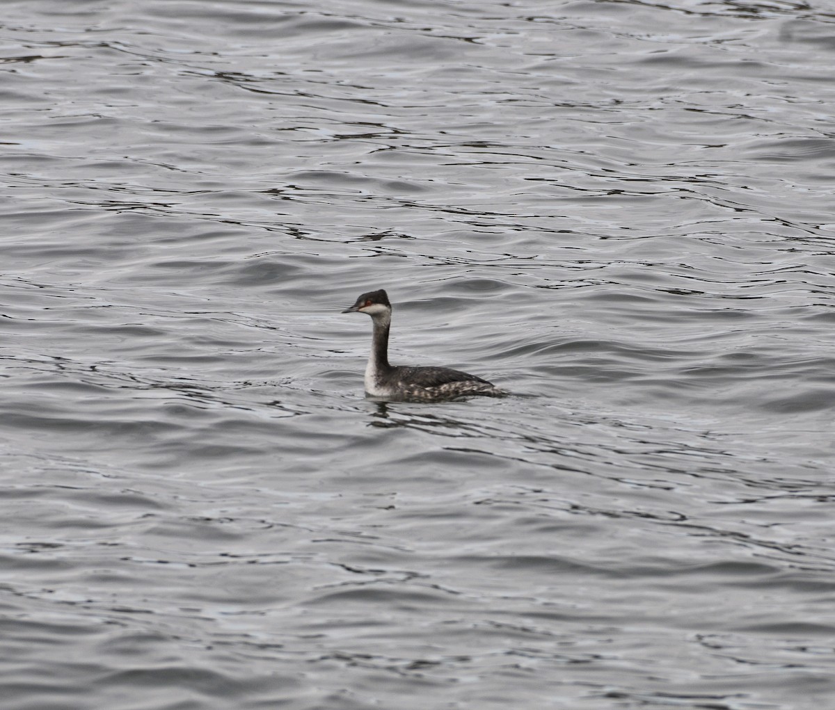 Horned Grebe - ML646543756