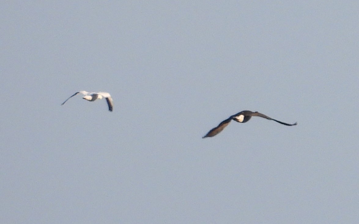 Ross's Goose - ML646543757