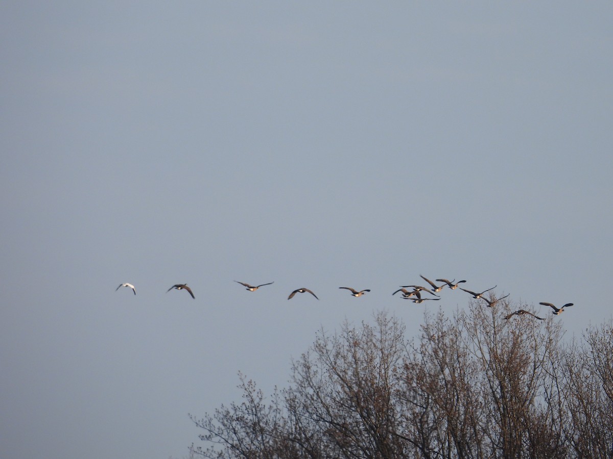 Ross's Goose - ML646543758