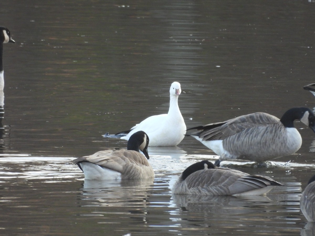 Ross's Goose - ML646543759