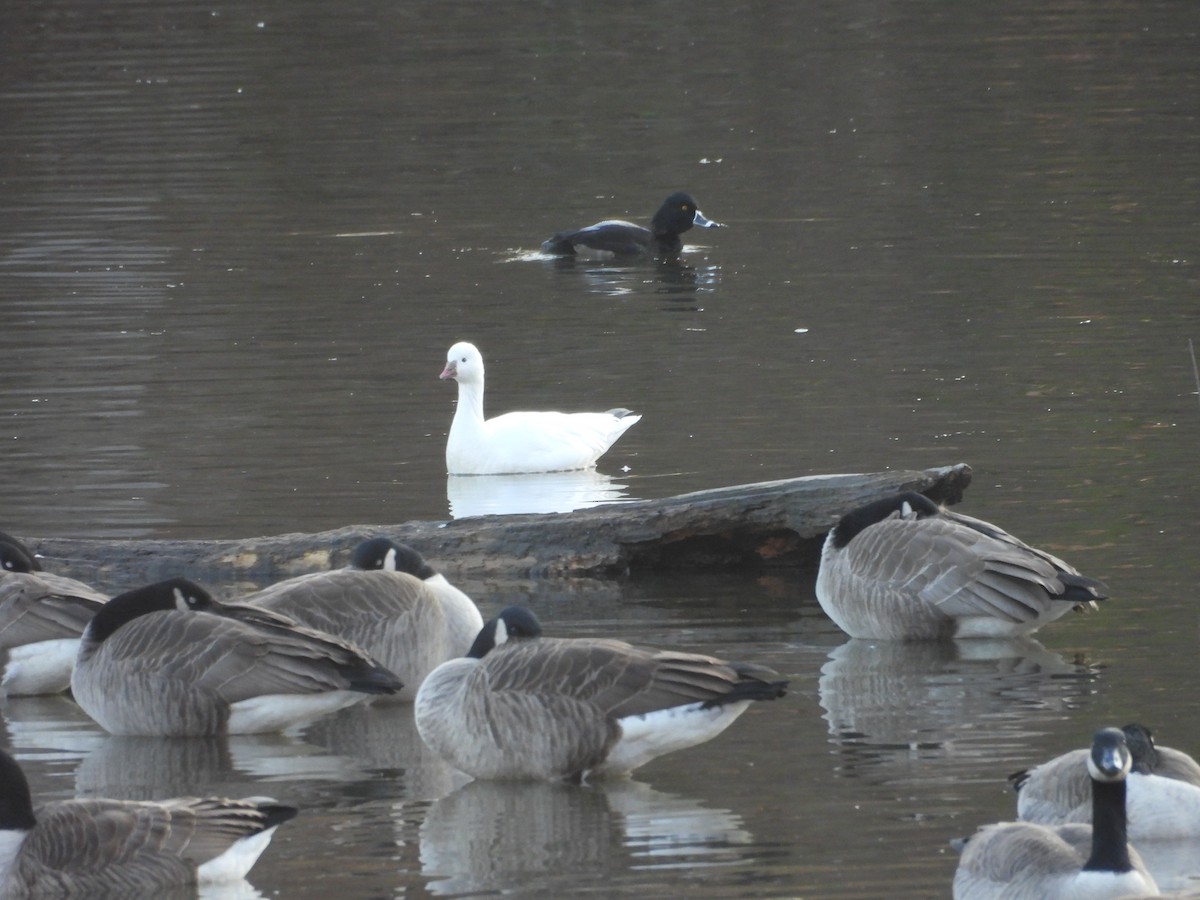Ross's Goose - ML646543761