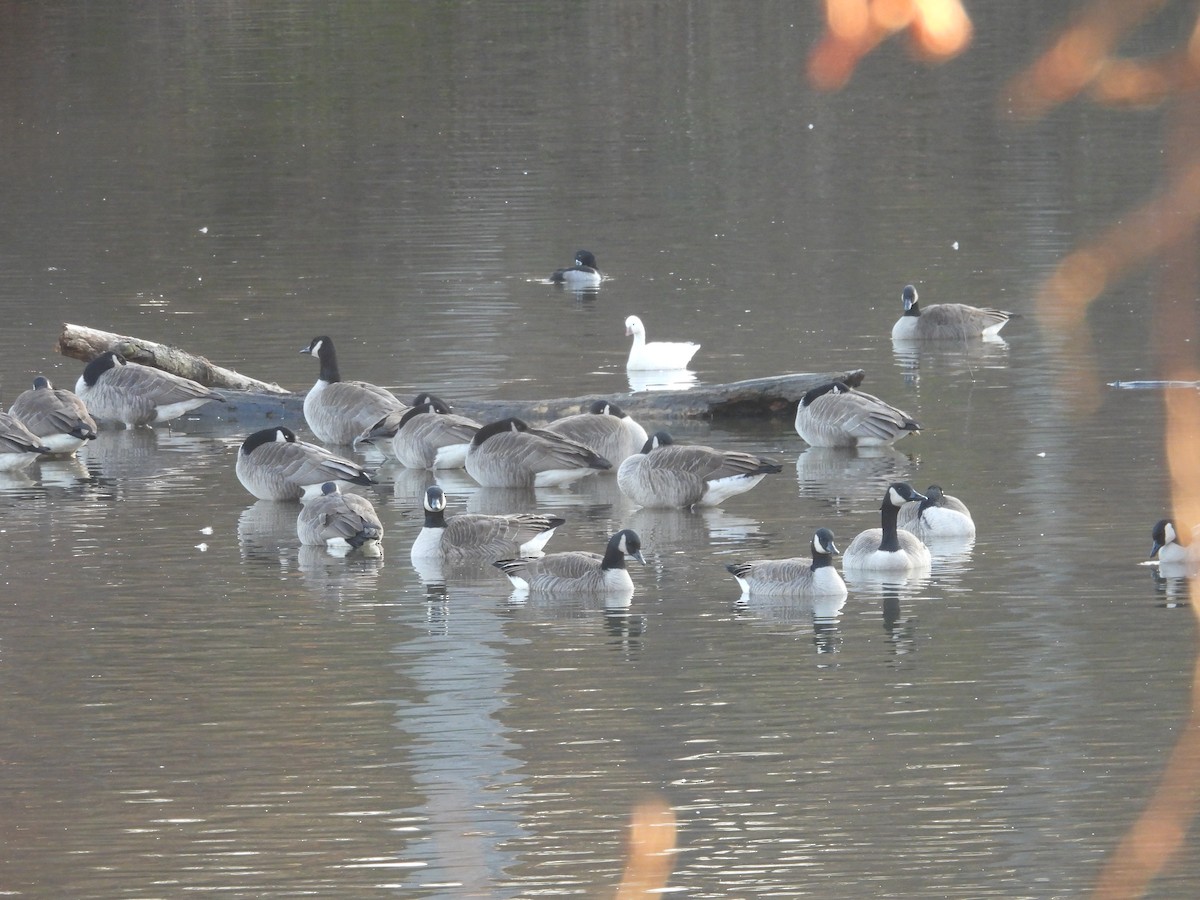 Ross's Goose - ML646543762