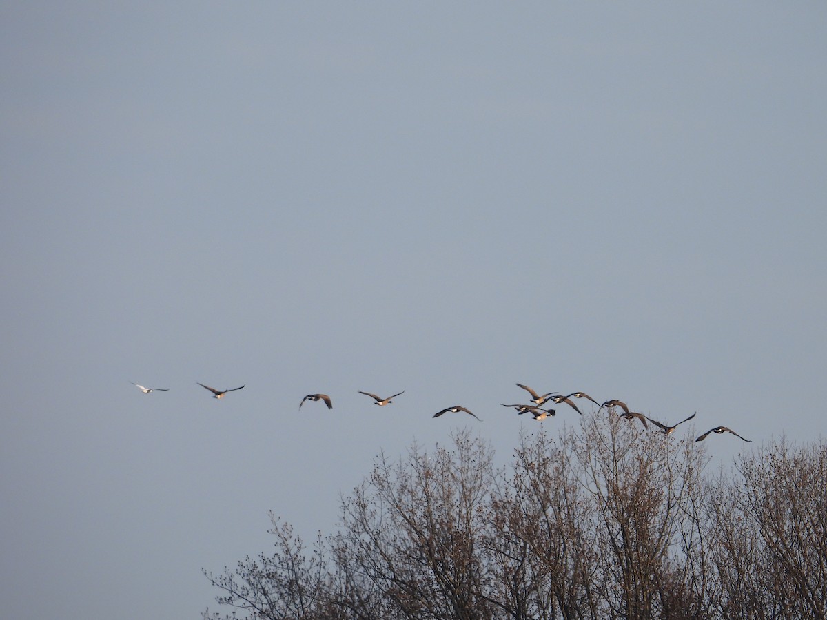 Ross's Goose - ML646543763