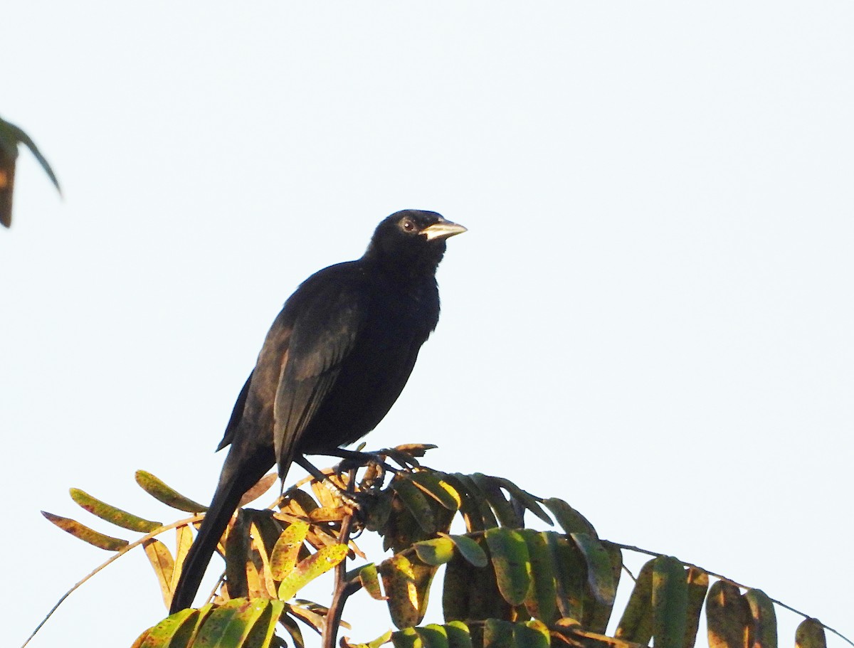 Melodious Blackbird - ML646543765