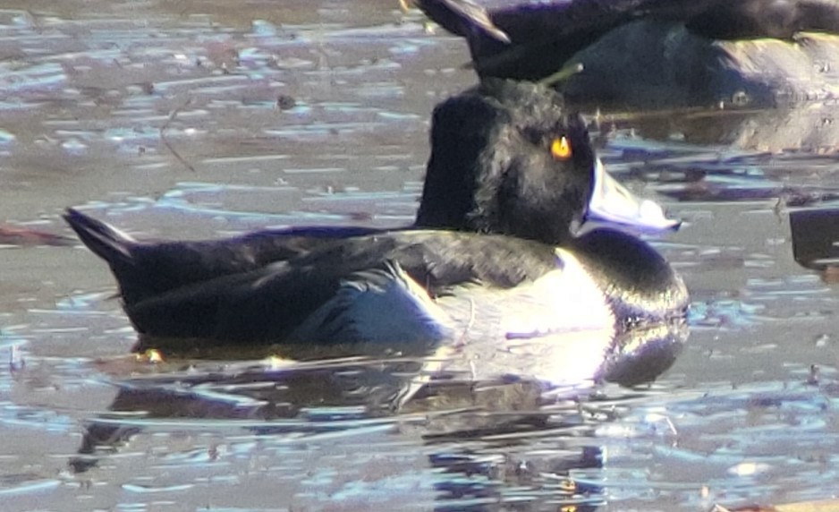 polák proužkozobý - ML646543766