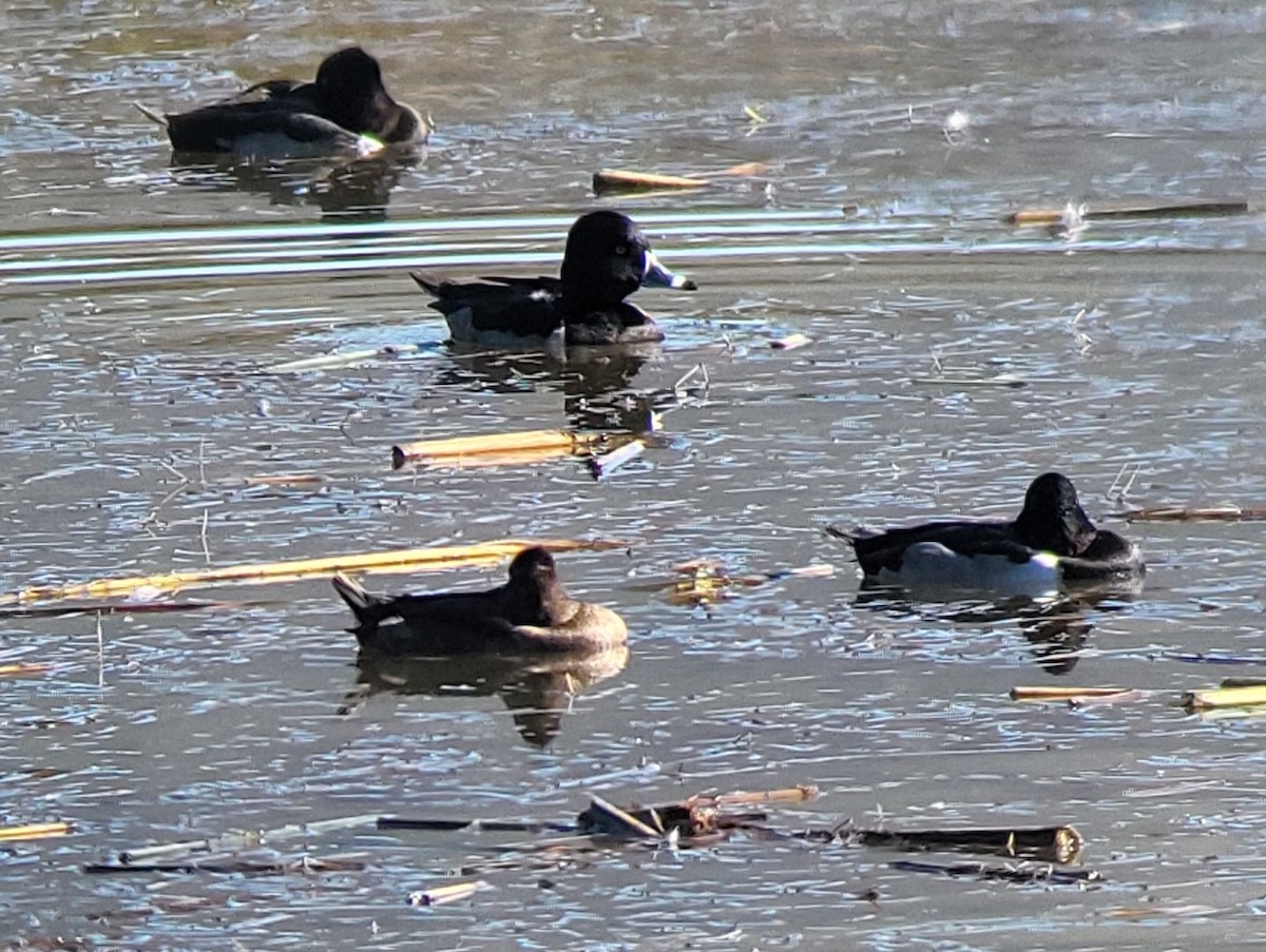 polák proužkozobý - ML646543767