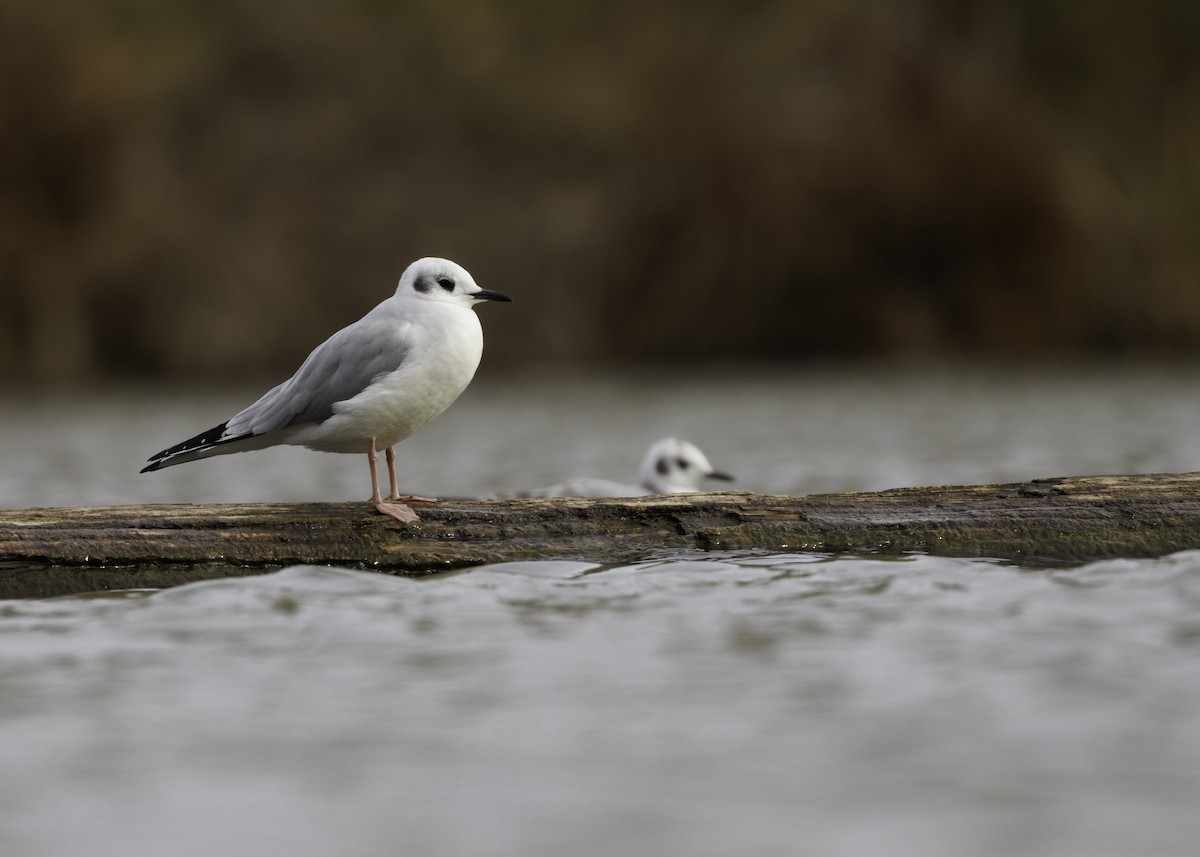 Bonaparte's Gull - ML646543769