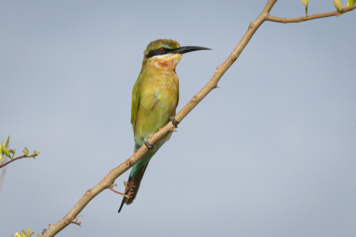 Blue-tailed Bee-eater - ML646543770