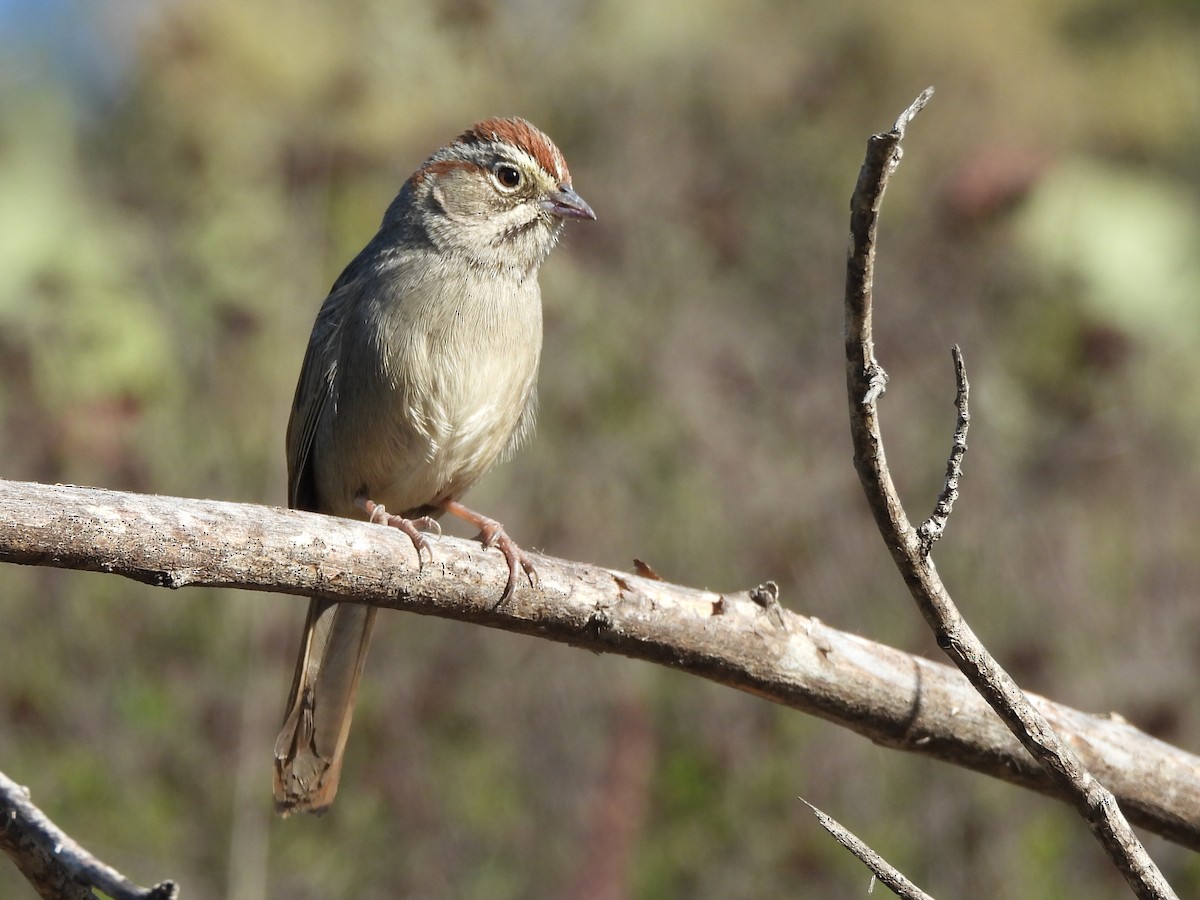 Rufous-crowned Sparrow - ML646543771
