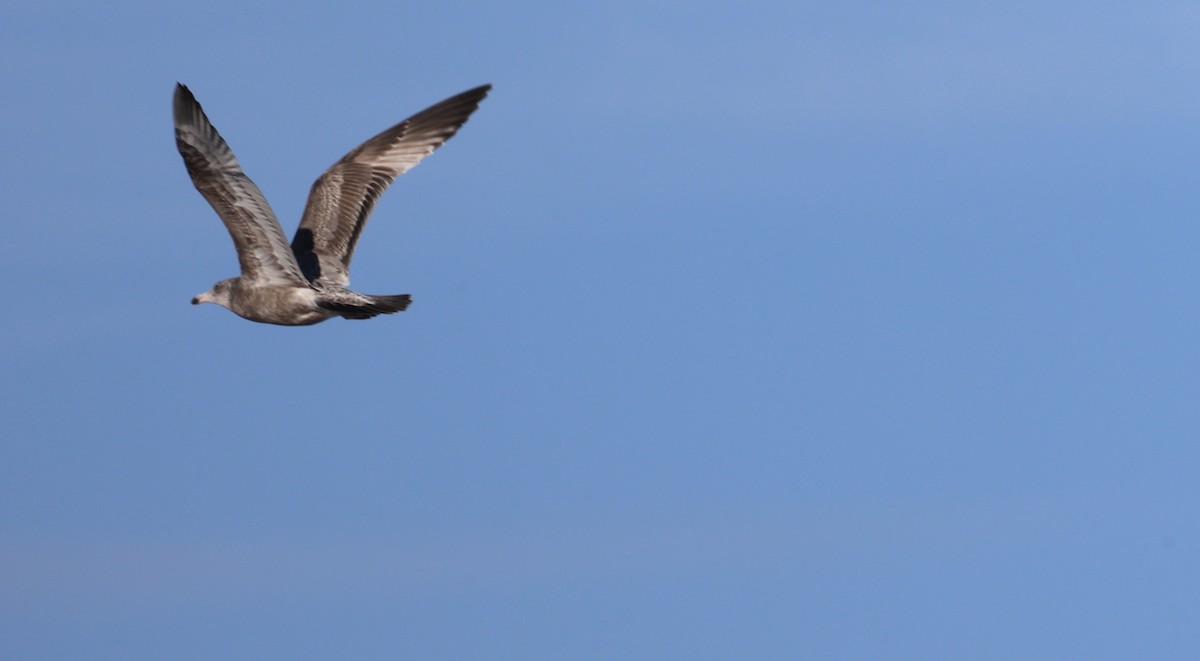 gull sp. - ML646543772