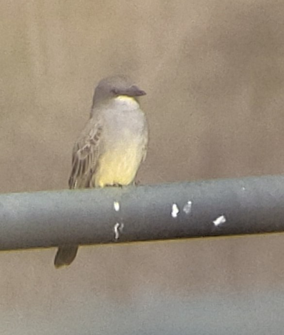 Cassin's Kingbird - ML646543776