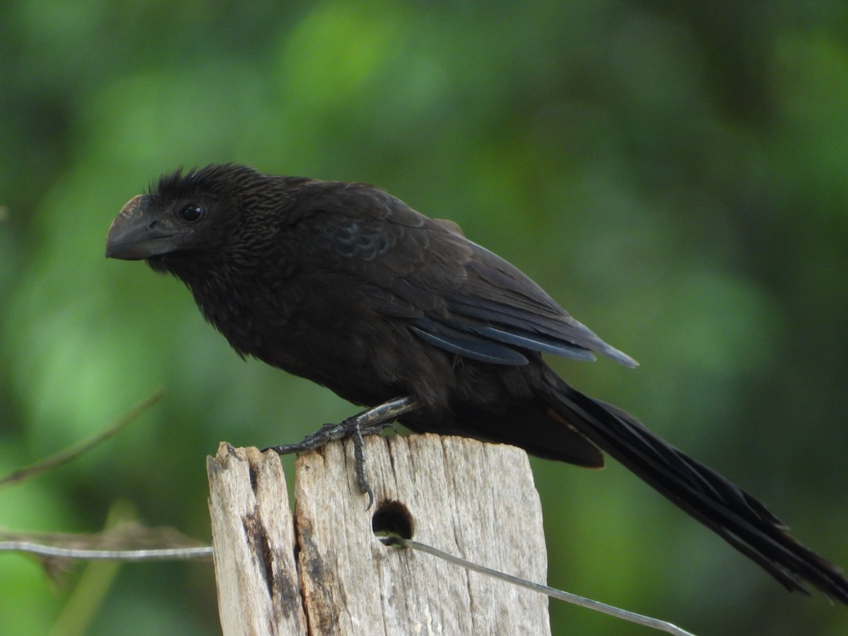 Smooth-billed Ani - ML646543777