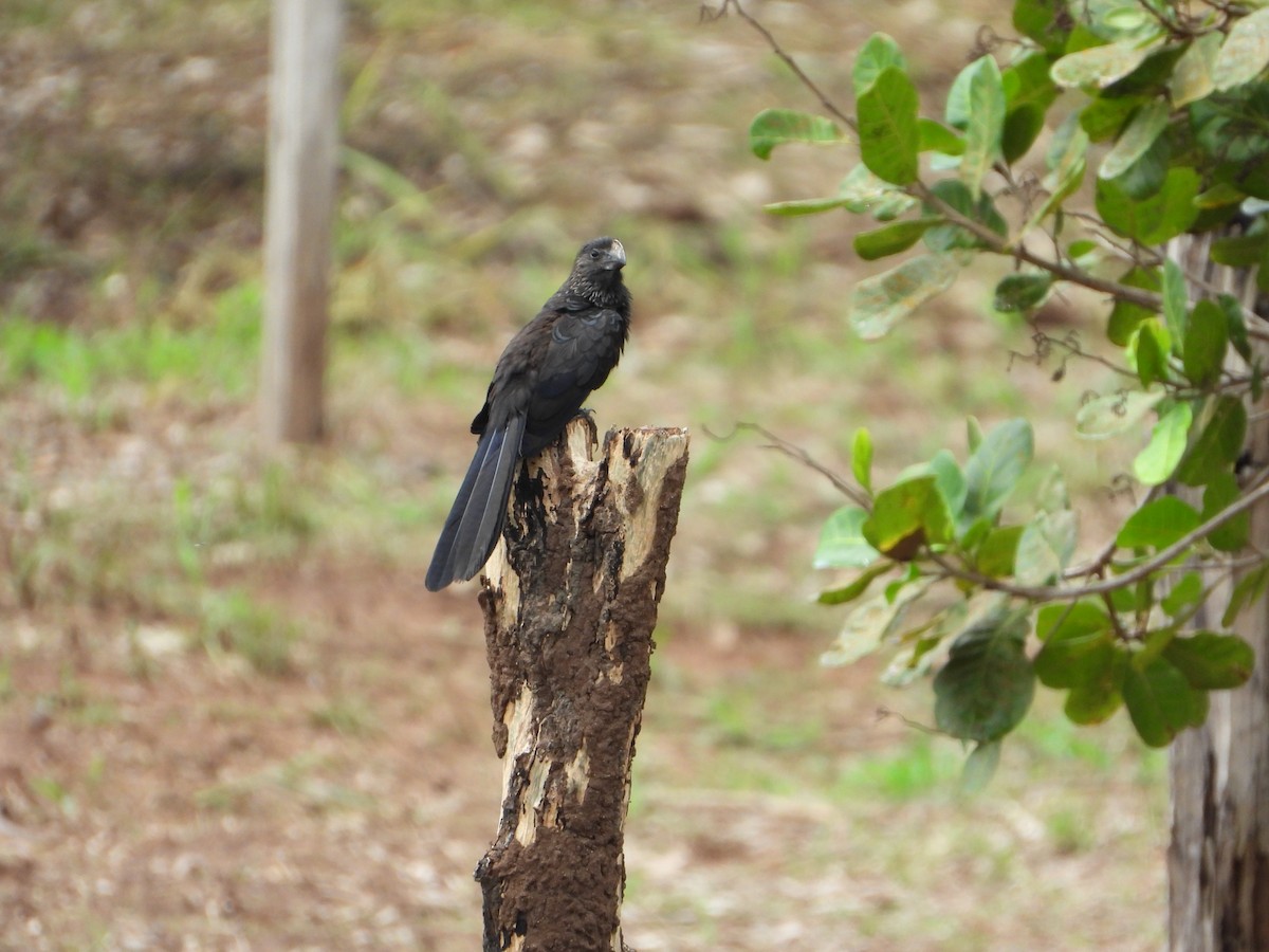 Smooth-billed Ani - ML646543778