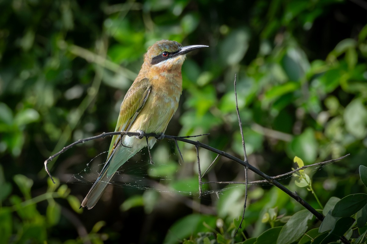 Blue-tailed Bee-eater - ML646543779