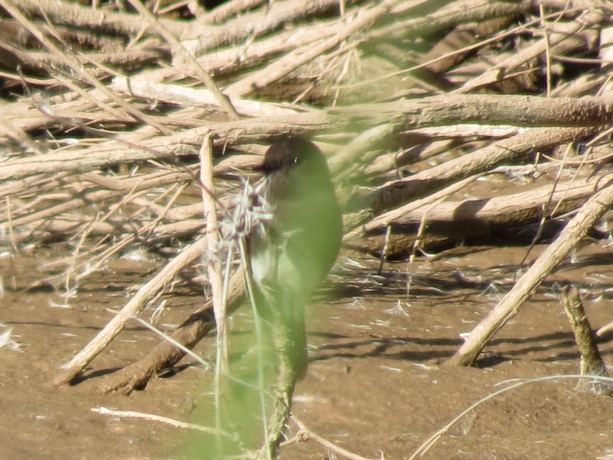 Mosquero Negro - ML646543781