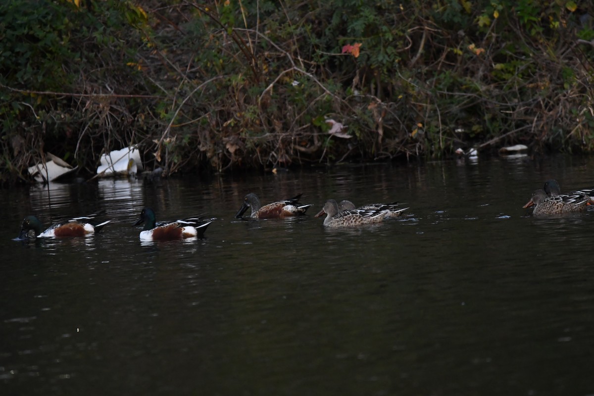 琵嘴鴨 - ML646543788