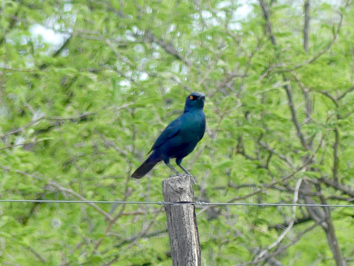 Капский спрео - ML646543789