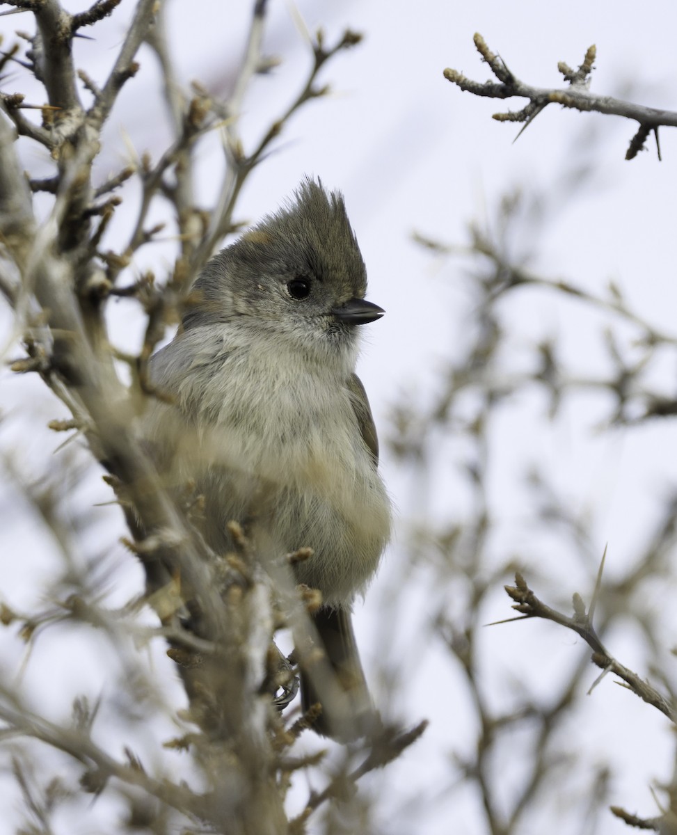 Oak Titmouse - ML646543797