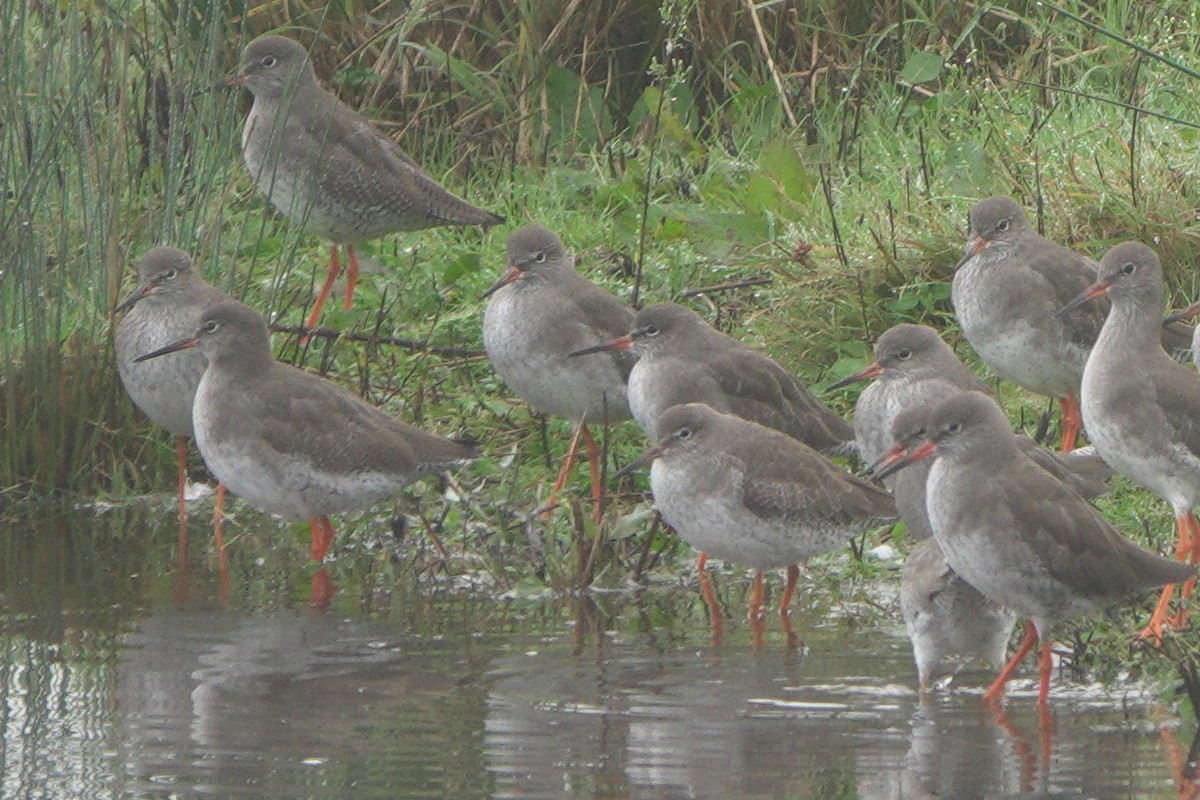 ביצנית לבנת-כנף - ML646543801