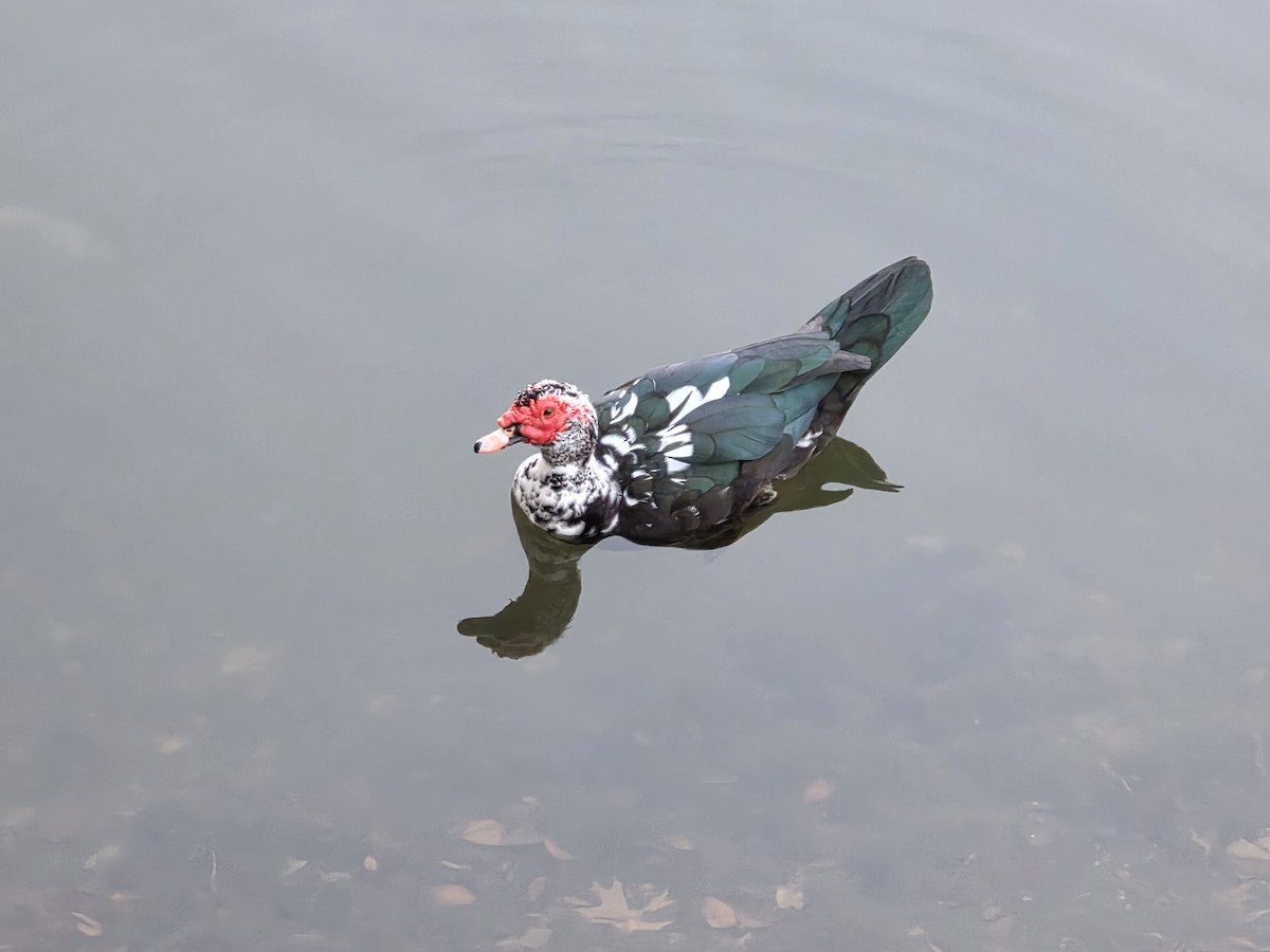 番鴨(馴化)(薑母鴨) - ML646543803