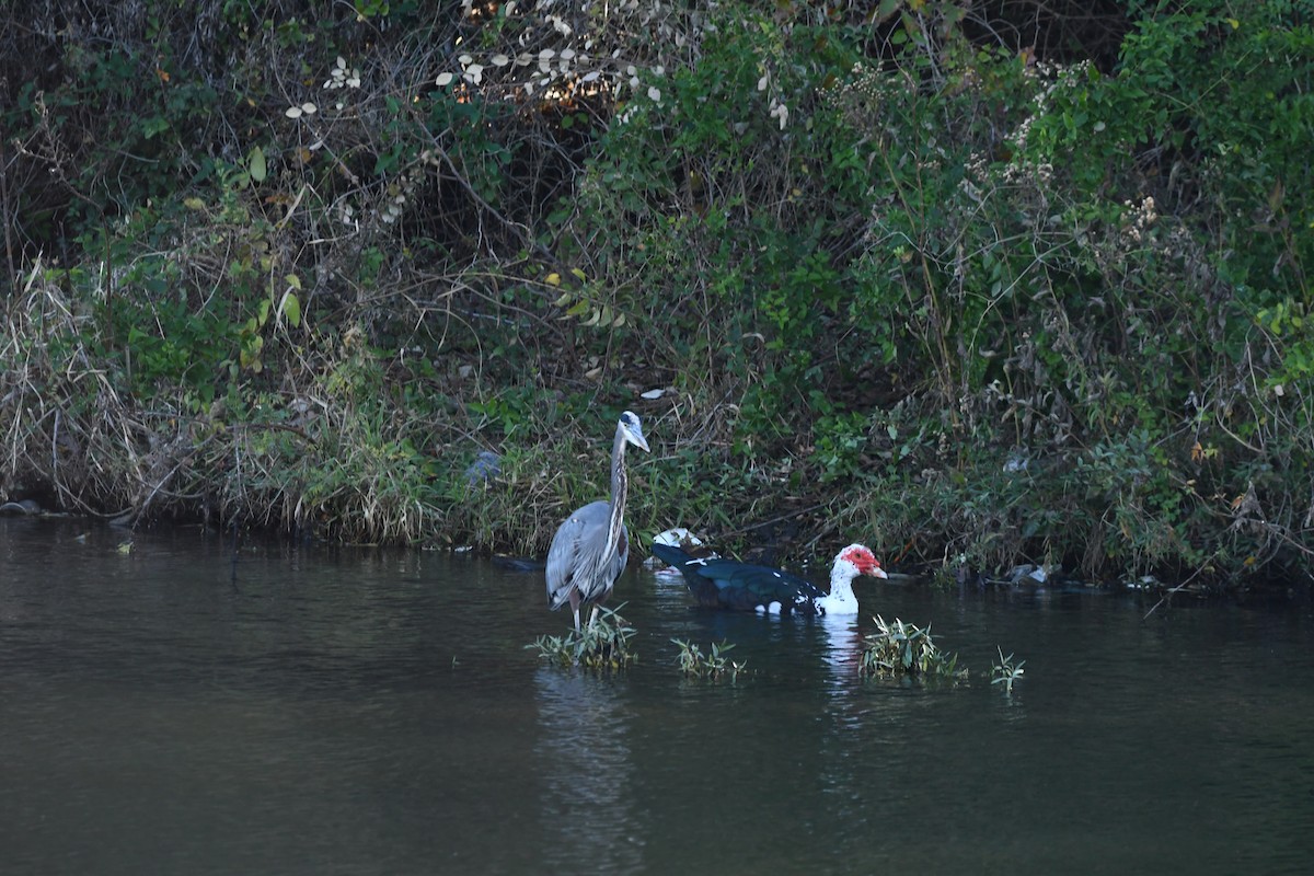 番鴨(馴化)(薑母鴨) - ML646543804