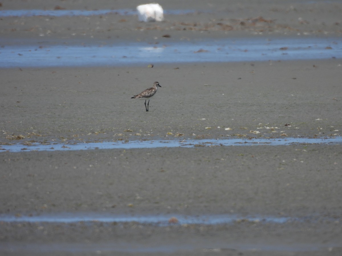 Chorlito Gris - ML646543805