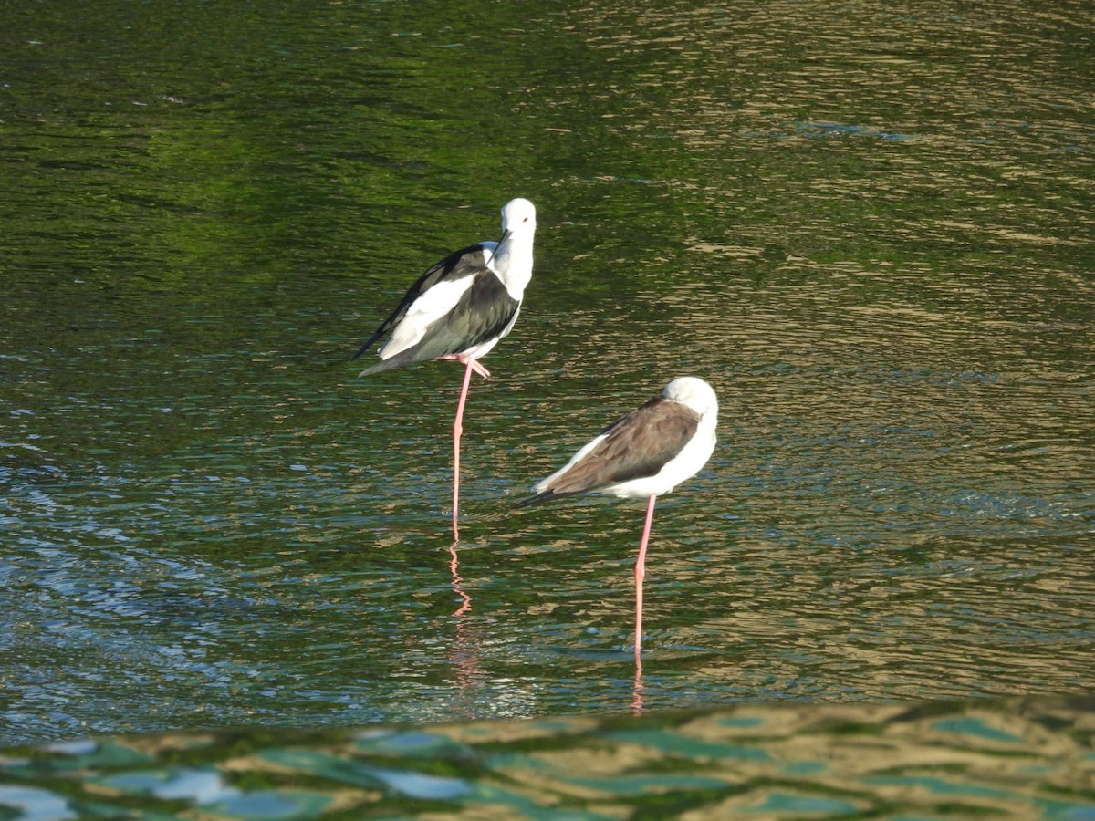 Black-winged Stilt - ML646543806