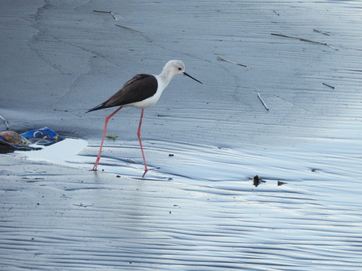 Black-winged Stilt - ML646543808