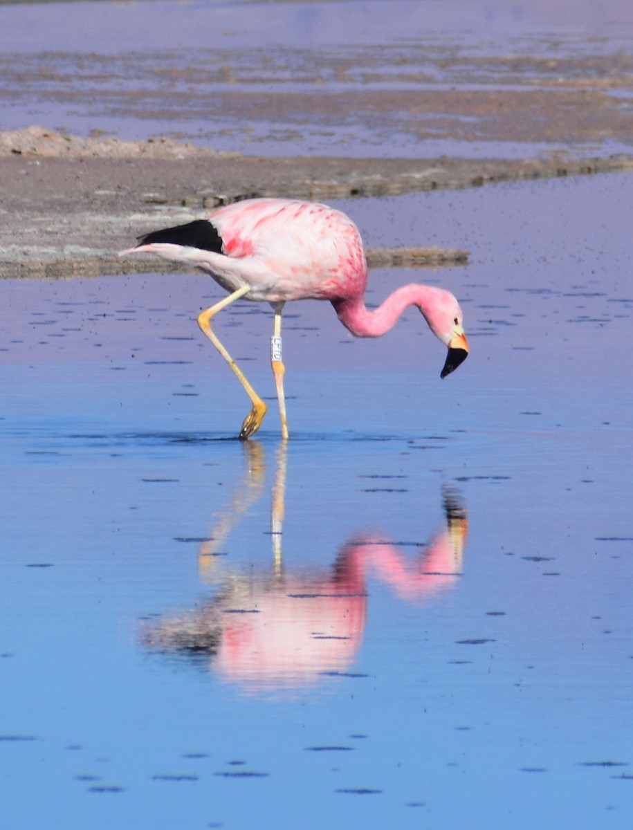 andesflamingo - ML646543809