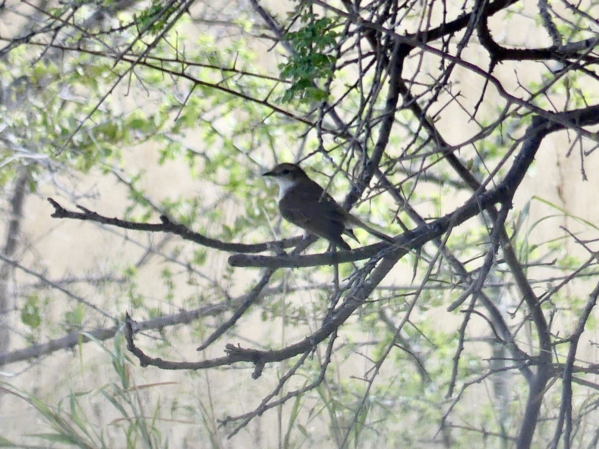 Калахарская мухоловка - ML646543810