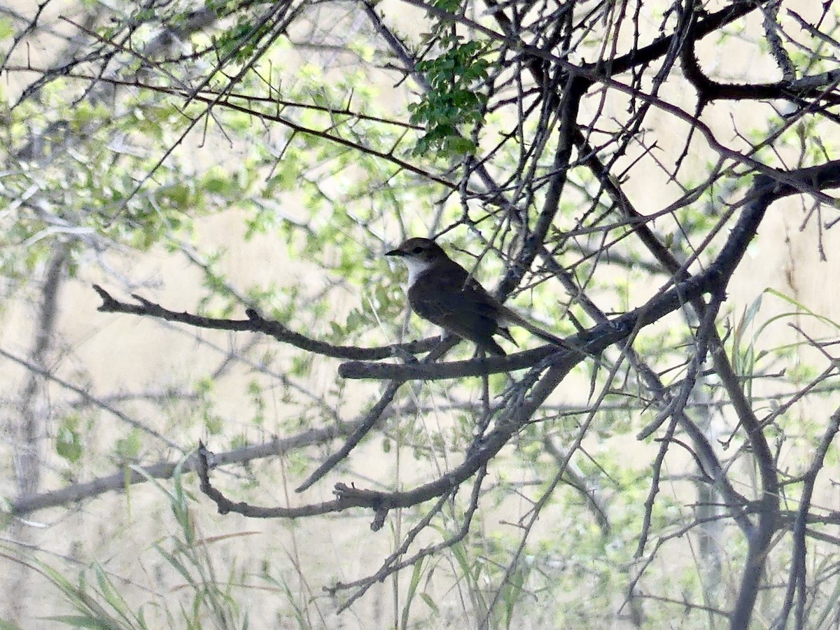 Калахарская мухоловка - ML646543811