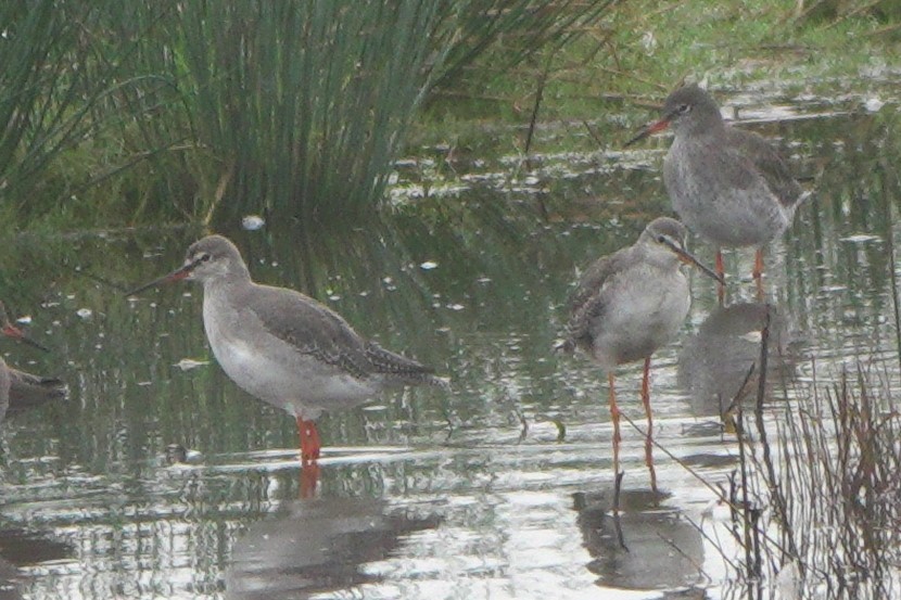 ביצנית אדומת-רגל - ML646543813